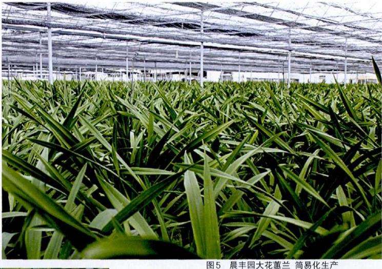 云南花卉企业计划露天种植大花蕙兰