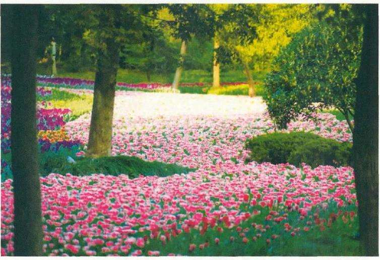 为什么花博会的会期大约6周左右 图片