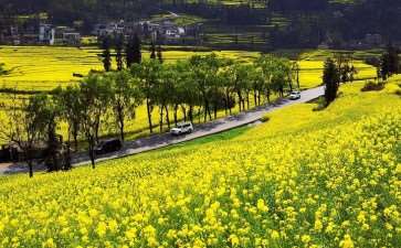 2021年 云南罗平 百万亩油菜花激情绽放