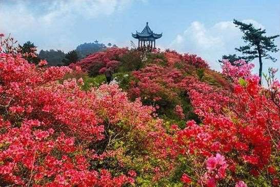 浙江省第五届杜鹃文化节将举办