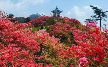 2021 浙江省第五届杜鹃文化节将举办