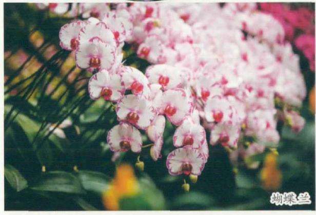 武汉植物园热带兰展撷芳