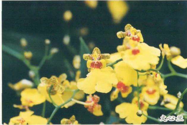 武汉植物园热带兰展撷芳
