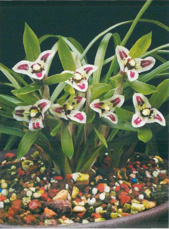 蝴蝶奇瓣兰花的2个鉴赏标准是什么