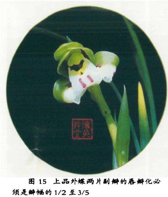 蝴蝶奇瓣兰花的2个鉴赏标准是什么