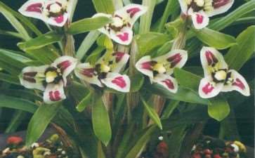 蝴蝶奇瓣兰花的2个鉴赏标准是什么