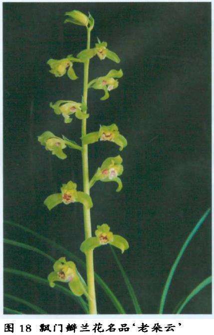 飘门瓣兰花怎么怎么鉴赏的3个标准