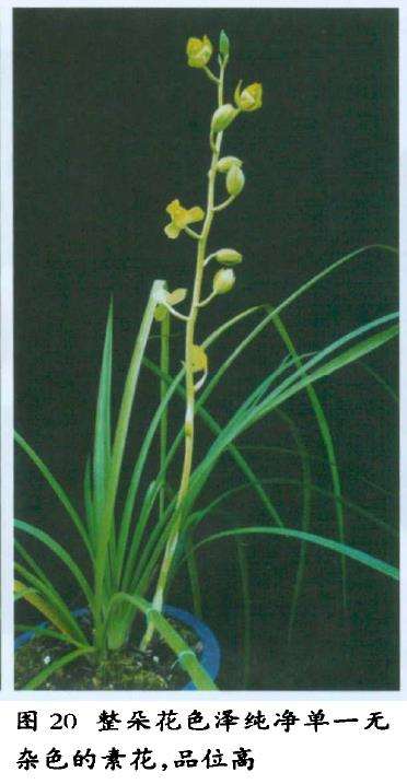 飘门瓣兰花怎么怎么鉴赏的3个标准