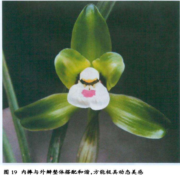 飘门瓣兰花怎么怎么鉴赏的3个标准