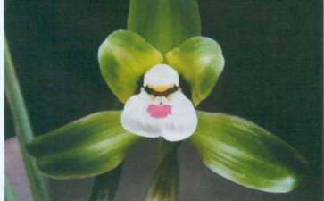 飘门瓣兰花怎么怎么鉴赏的3个标准