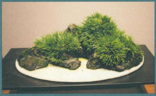 国人喜爱菖蒲 源于它的四种习性