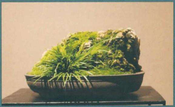 国人喜爱菖蒲 源于它的四种习性