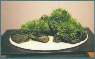 国人喜爱菖蒲 源于它的四种习性