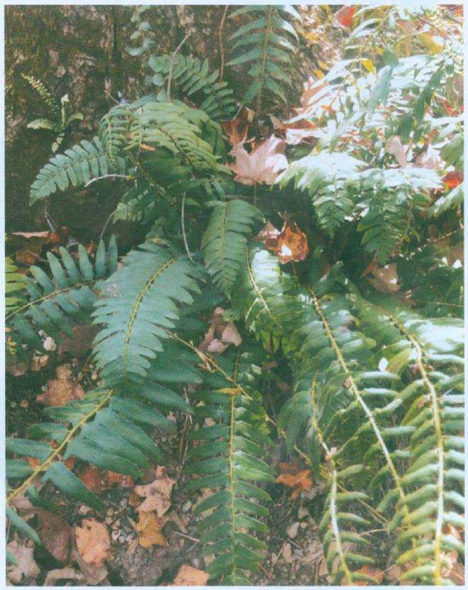 寻找沼泽蔷薇 见识美国农村