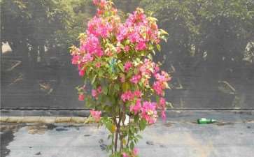 为什么爱花之人也常将偷花称作顺花