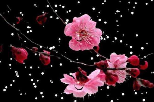 为什么诗人如此钟情梅花