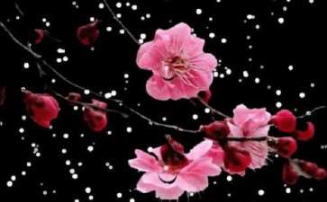 为什么诗人如此钟情梅花 图片