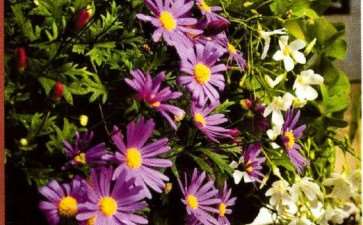 心也随着风中的花瓣翩翩起舞着 图片