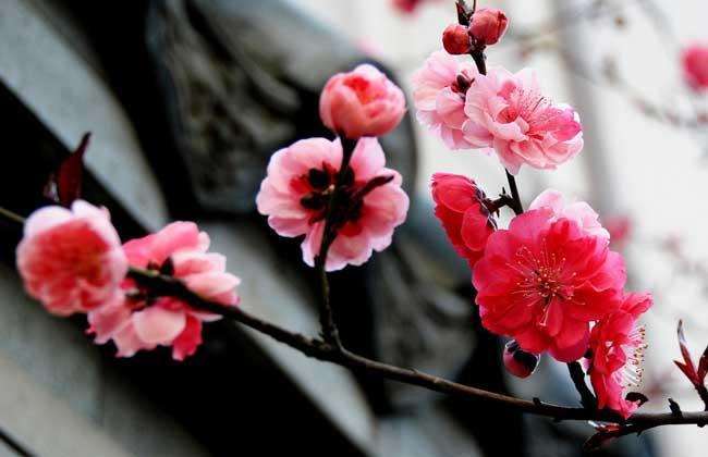 中国梅花精神论坛活动召开