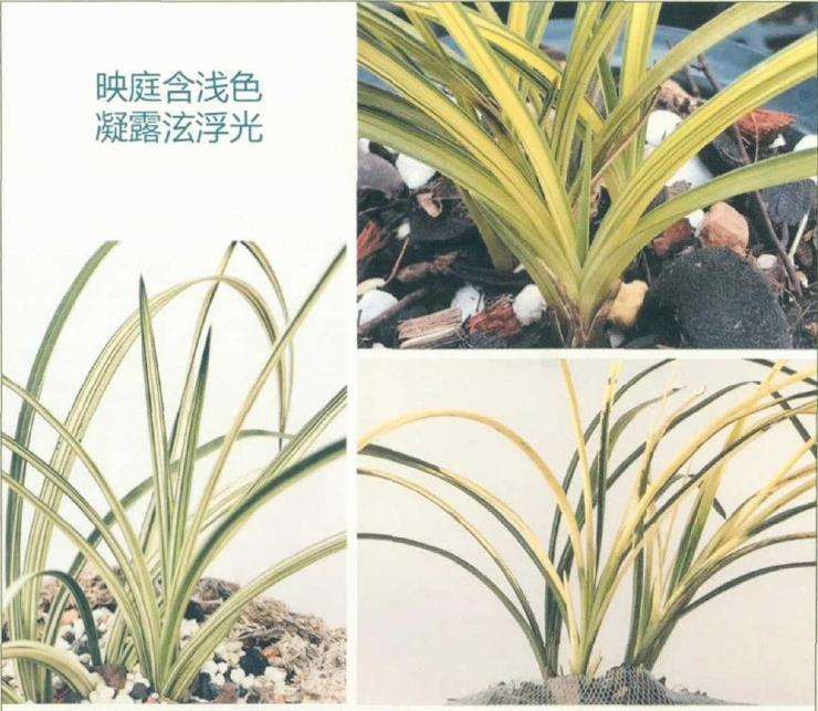 蕙兰联谊年会在随州成功举行