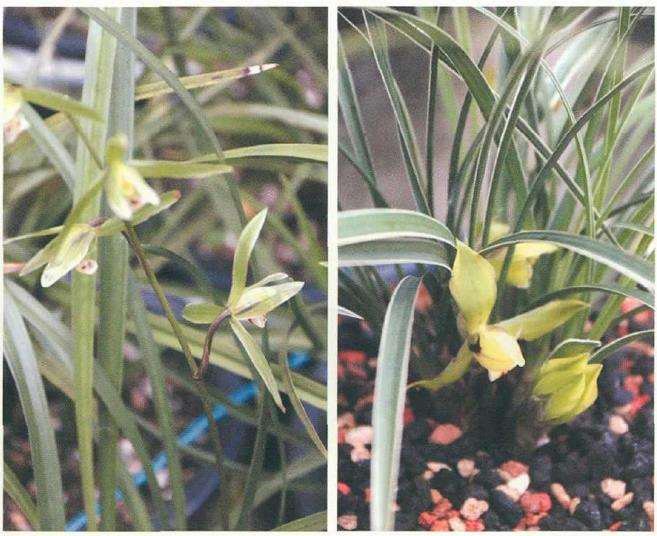 蕙兰联谊年会在随州成功举行