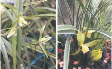 2019年 蕙兰联谊年会在随州成功举行