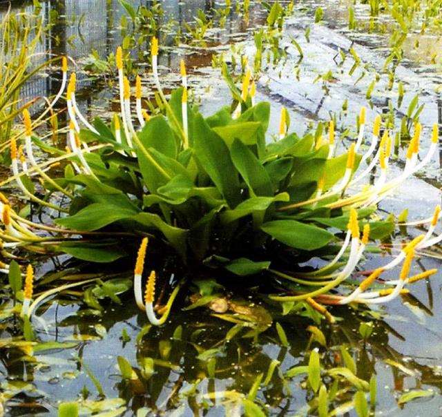 金棒花怎么分株繁殖的5个步骤