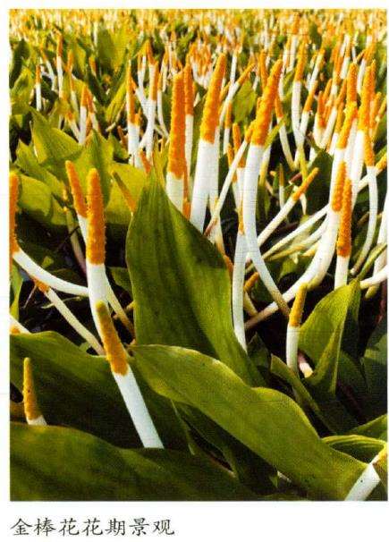 金棒花怎么分株繁殖的5个步骤