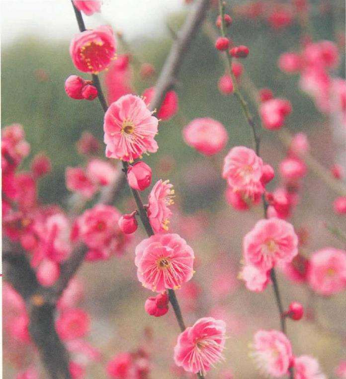 武汉怎么发展梅花产业的3个优势