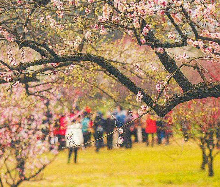 中国梅花产业化存在的4个问题