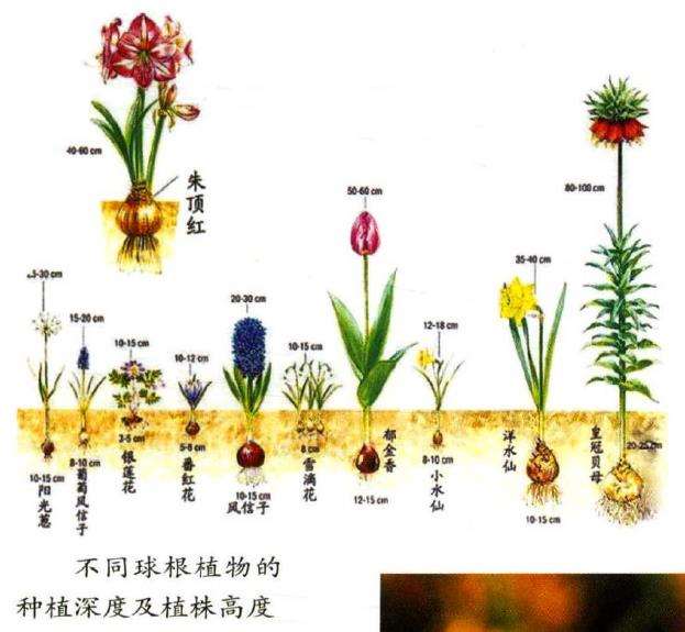 球根花卉的多样性和类型有哪些