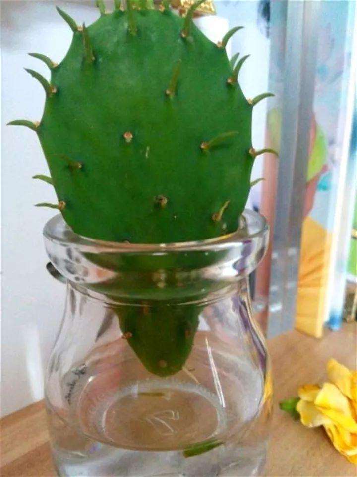 仙人掌离水1cm 一周冒出大白根