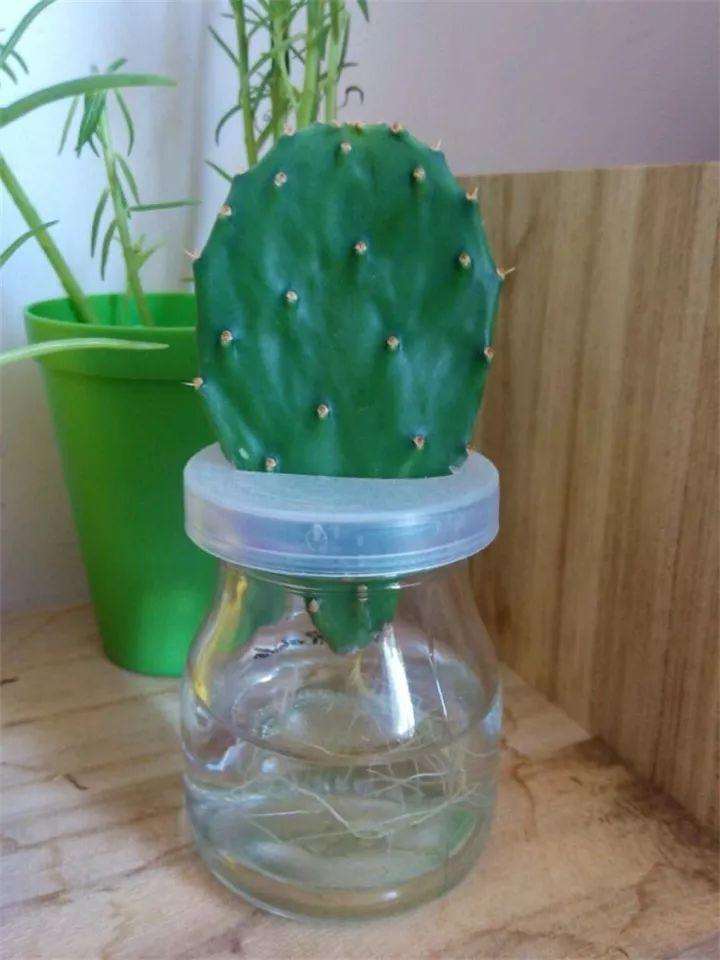仙人掌离水1cm 一周冒出大白根