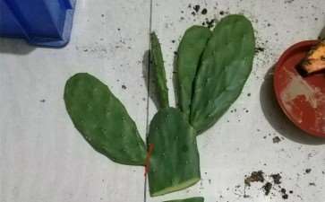 仙人掌离水1cm 一周冒出大白根