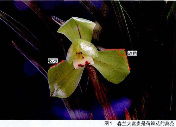 荷瓣花怎么达标的3个条件