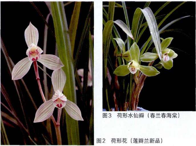 荷瓣花怎么达标的3个条件