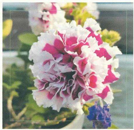 喜欢与花花草草打交道 是我从小的爱好