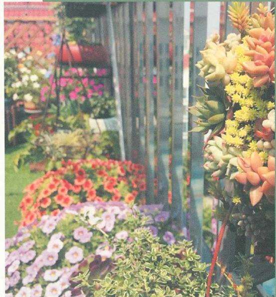 喜欢与花花草草打交道 是我从小的爱好