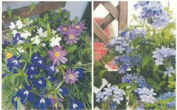 喜欢与花花草草打交道 是我从小的爱好