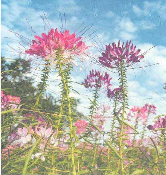 醉蝶花的特征习性和怎么播种管理的方法