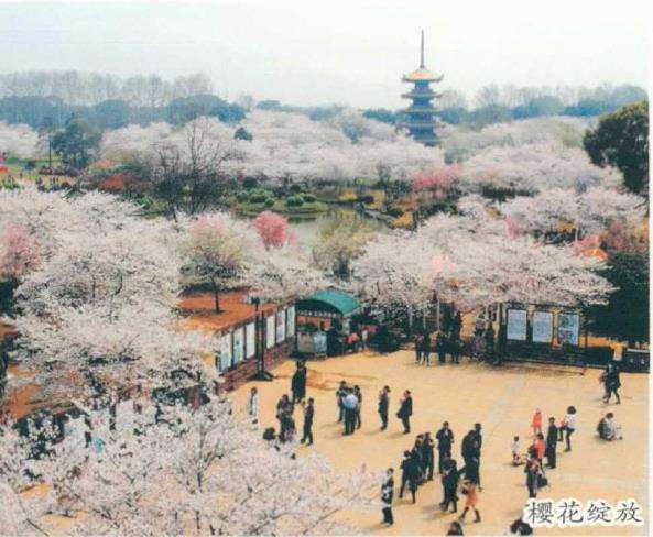 武汉东湖樱花园位于磨山南麓