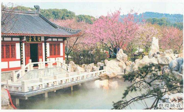 武汉东湖樱花园位于磨山南麓