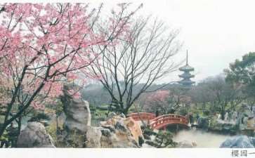 武汉东湖樱花园位于磨山南麓 占地260亩