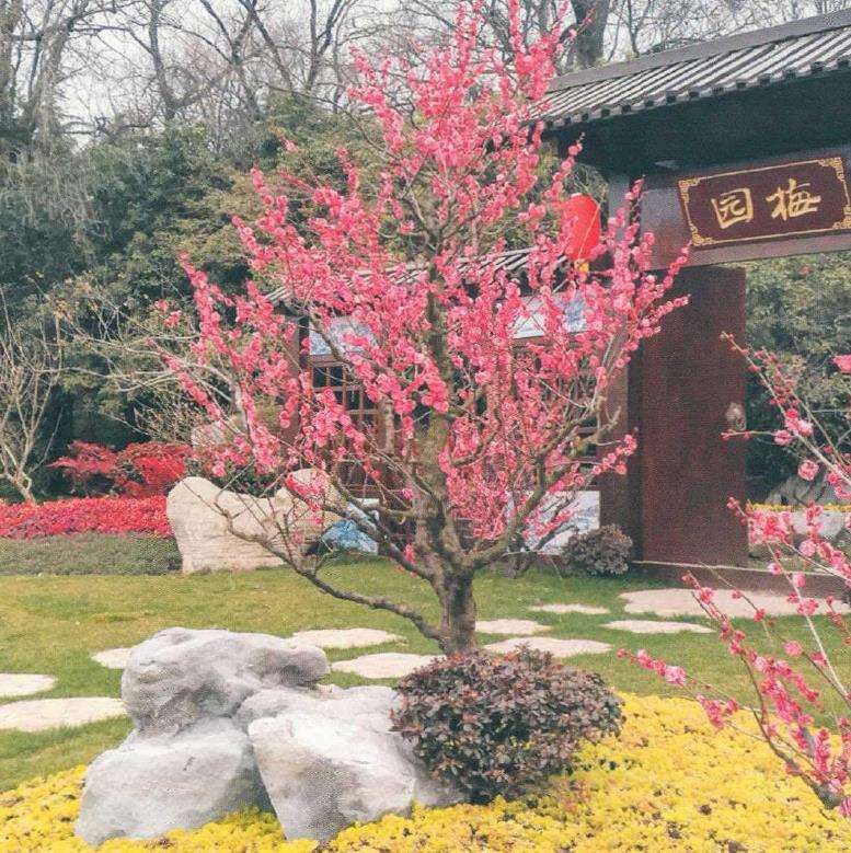 为什么花梅每隔1-2年翻盆一次