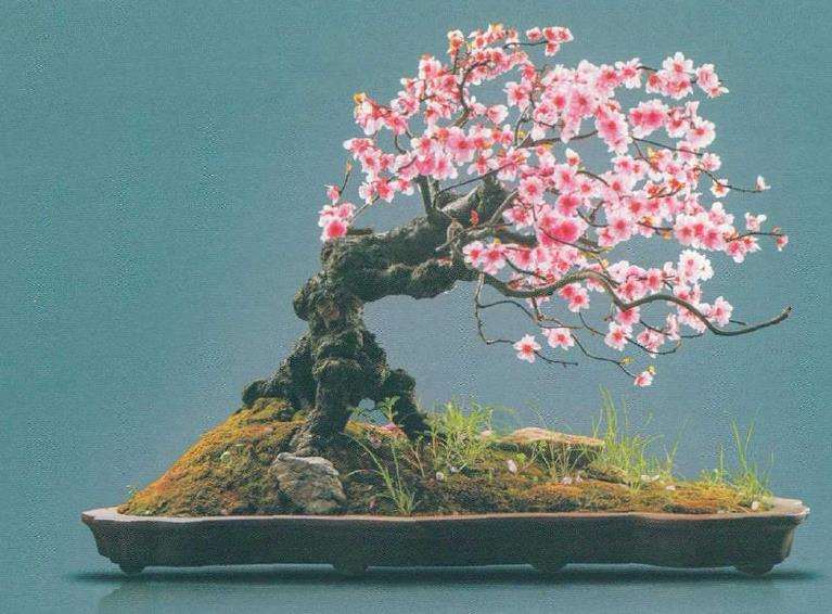 花梅怎么修剪3个方法