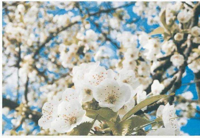 纷飞在多少人的梦境中 去武大看樱花吧