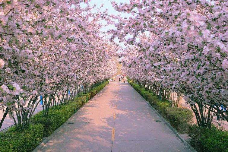 纷飞在多少人的梦境中 去武大看樱花吧