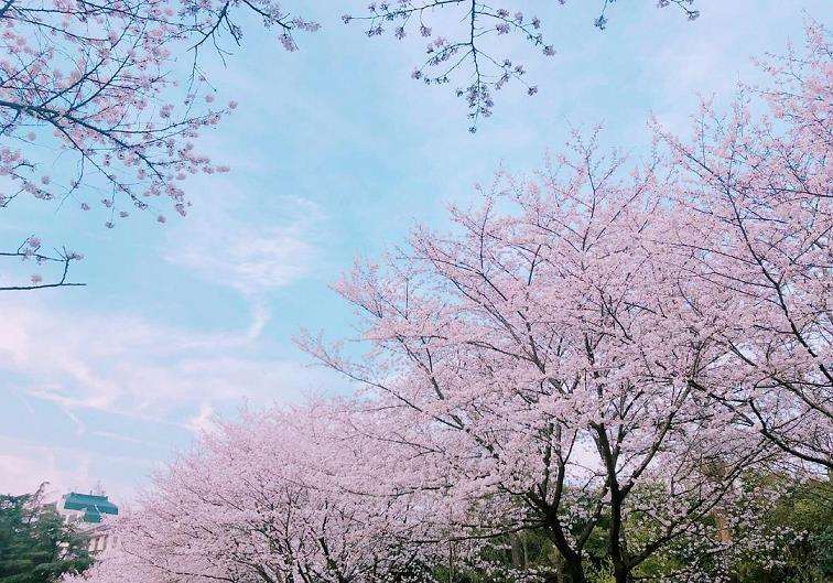 纷飞在多少人的梦境中 去武大看樱花吧