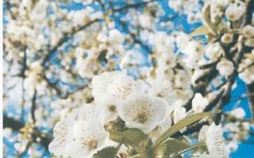 纷飞在多少人的梦境中 去武大看樱花吧