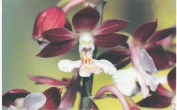 貌似小虾的兰科植物 虾脊兰（五）